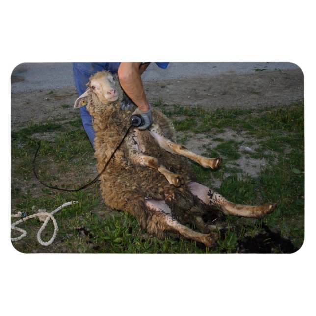 Får Magnet (Horisontell)