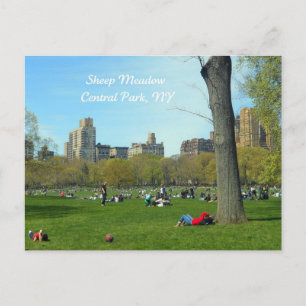 Får Meadow, Central Park, NYC Vykort