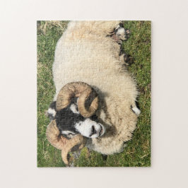 Får med Curly Horns på Islay, Skottland. Får Pussel