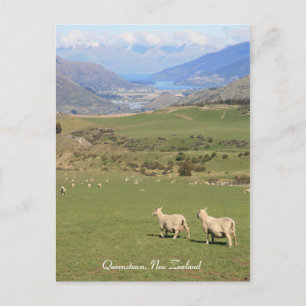 Får med en vy - Queenstown NZ - vykort