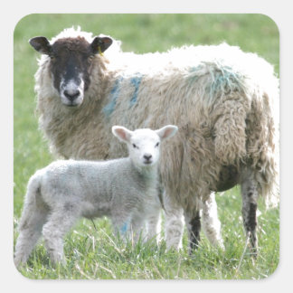 Får med lamm fyrkantigt klistermärke