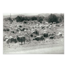 Får - monokromt lantbruk, kute Herd Antique