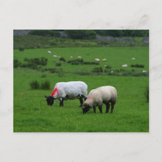 Får nära Deerpark Ireland Vykort