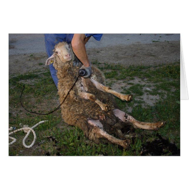 Får OBS Kort (Framsidan Horizontal)