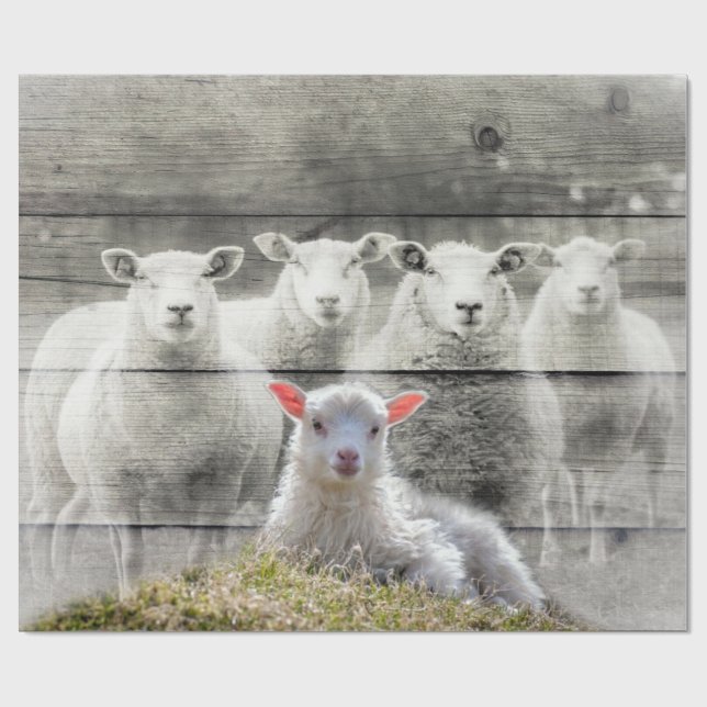 Får och Baby Lamb Presentpapper (Platt)