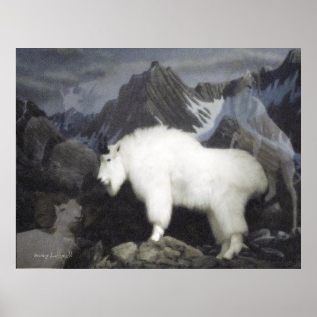 Får och getter (berget Stil) Poster (Framsidan)