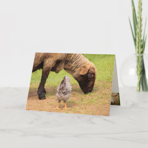 Får och kycklingar, kära vänner på födelsedagen kort