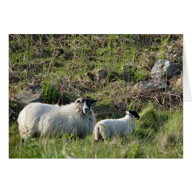 Får och lamm i Northumberland England Hälsningskort (Framsidan Horizontal)