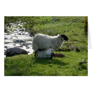 Får och lamm i Northumberland England Hälsningskort
