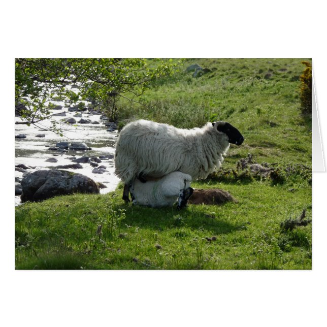 Får och lamm i Northumberland England Hälsningskort (Framsidan Horizontal)