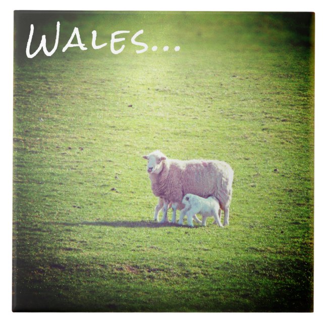 Får och lamm på Grönt Grass Wales Kakelplatta (Framsidan)
