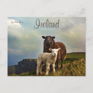 Får och lamm på klipporna i Moher Ireland Vykort