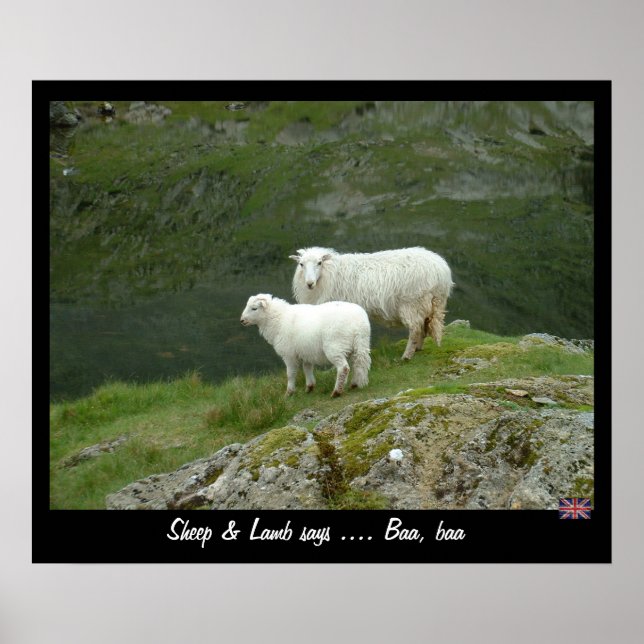 Får och lamm säger Baa, Baa (Poster) Poster (Framsidan)