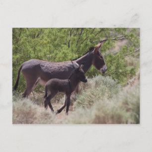 Far och Son Vild Burros i Beatty, Nevada Vykort
