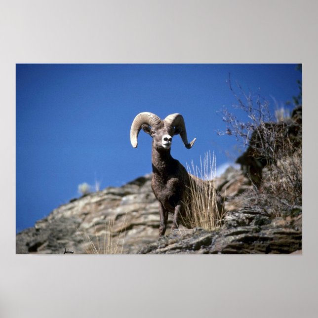 Får på Bighorn (skräppost på ansikte vid bergsklip Poster (Framsidan)