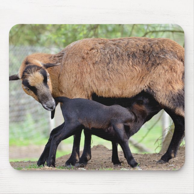 Får på Cameroun och lammdiande Musmatta (Framsidan)