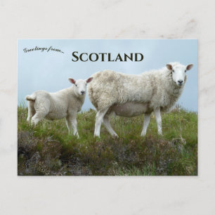 Får på Isle of Skye Skottland Vykort
