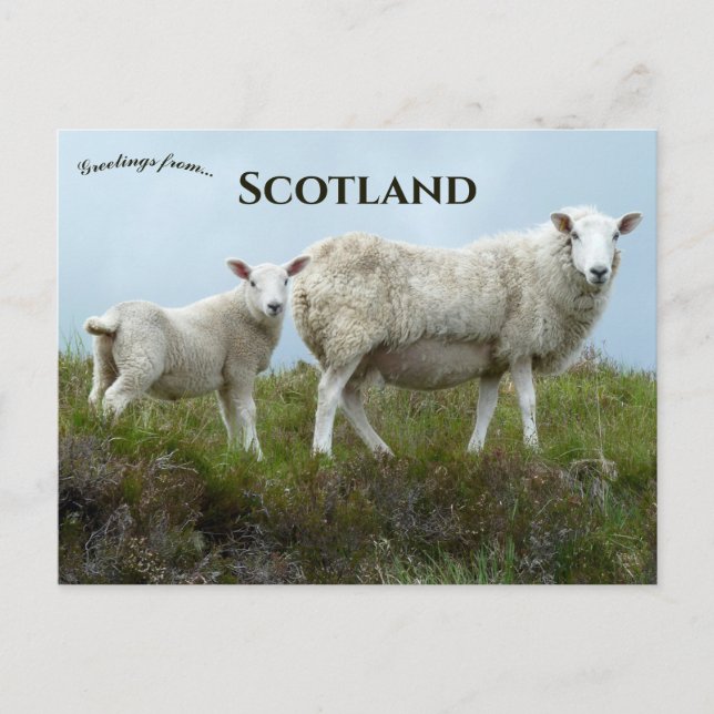 Får på Isle of Skye Skottland Vykort (Framsida)