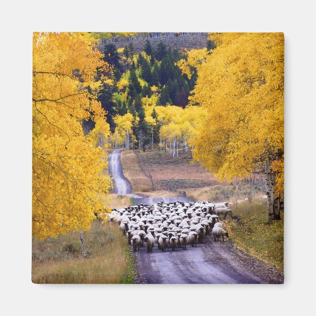 Får på Land Road Magnet (Framsidan)