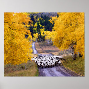 Får på Land Road Poster