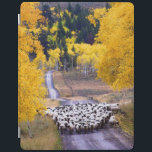 Får på landvägen iPad skydd<br><div class="desc">En flock av fårkomen besegrar enfodrad landväg nära Columbine, Colorado. Asparna är en eldsvåda med nedgångfärg. Foto som sänds av en landavläsare. Landtidskriften firar den hisnande skönheten, kopplande in folk och att uthärda värderar och den spiritually lönande livsstilen av amerikanbygden. Våra entusiastiska avläsare bidrar nästan trekvarten av varje tidskrifts innehåll...</div>