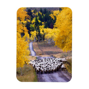 Får på landvägen magnet