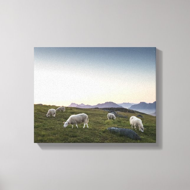 Får på Lofoten Canvastryck (Framsida)