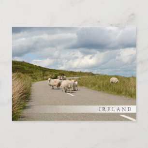 Får på väg i Irland pub vykort
