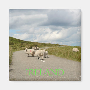 Får på väg i Irland textmagnet Magnet