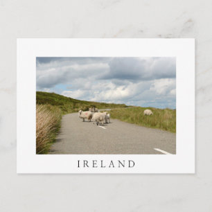 Får på väg i Irland: vitt vykort