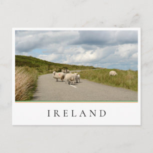 Får på väg i Irland Vykort