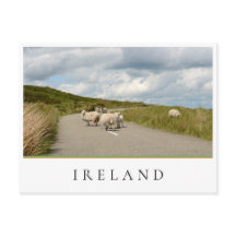 Får på väg i Irland