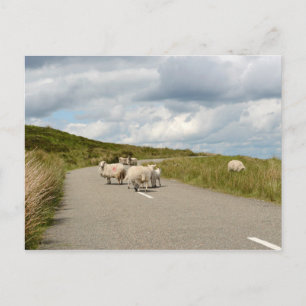 Får på väg i Irland vykort