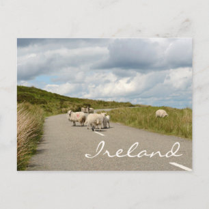 Får på väg i Irland Vykort