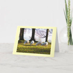 Får på vintern sol helgkort