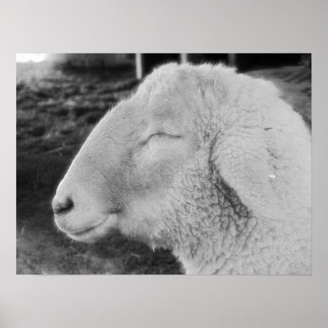 Får Poster (Framsidan)