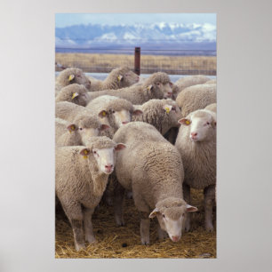 Får Poster