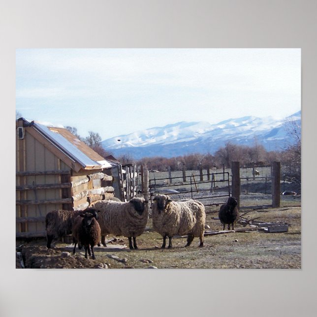Får Poster (Framsidan)