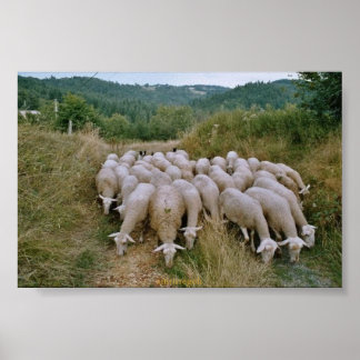 får poster