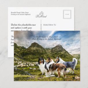 Får Samlare Rough Collies - Insamlingsbar Vykort