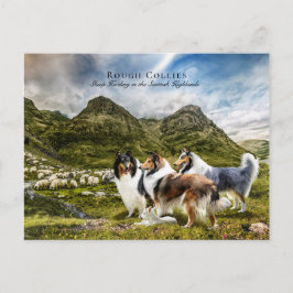 Får Samlare Rough Collies - Insamlingsbar Vykort