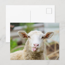 Får show tunga vykort