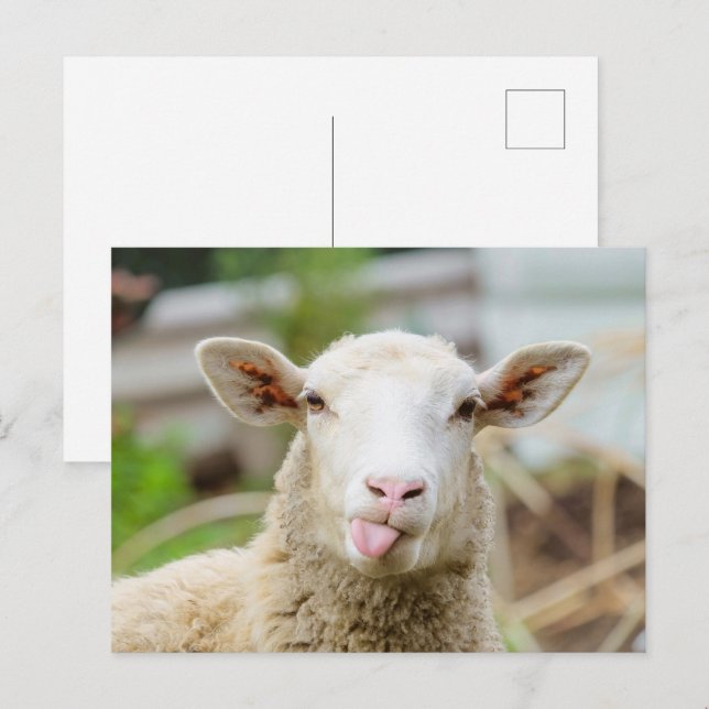 Får show tunga vykort (Fram/baksida)