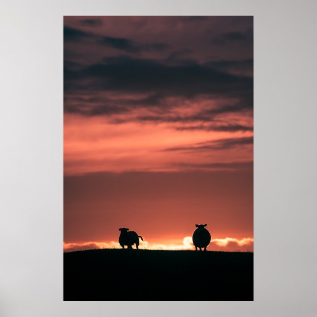 Får Solnedgång Natur Foto Poster (Framsidan)