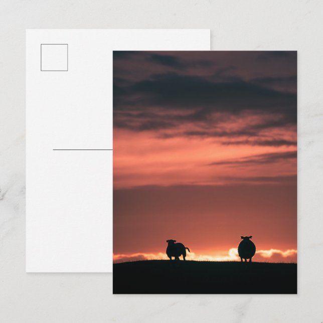 Får Solnedgång Natur Foto Vykort (Fram/baksida)