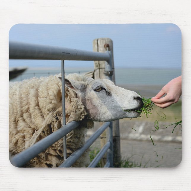 Får, texel, Nederländerna Musmatta (Framsidan)
