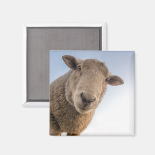 Får Tittar nedstängning Magnet