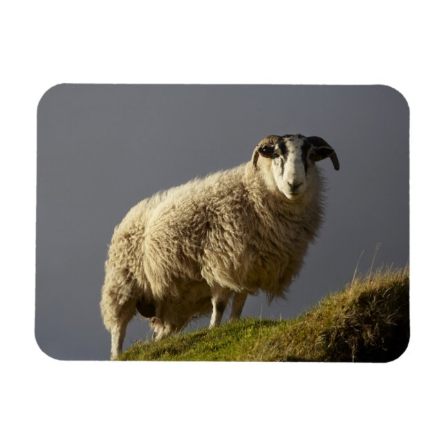 Får, Trotternishhalvön, Isle of Skye, Magnet (Horisontell)