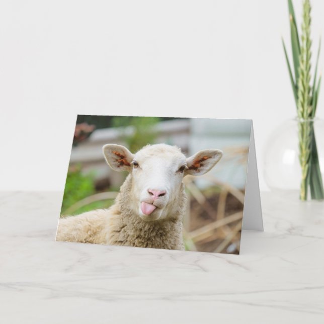 Får visar tunga helgkort (Framsida)