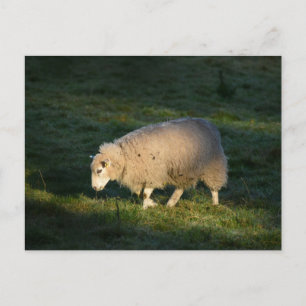 Får Vykort